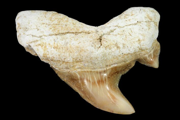 .8" Pathological Fossil Shark (Otodus) Tooth - Morocco